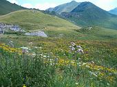 Fiori di tutte le speci nella conca dei Campelli (5)